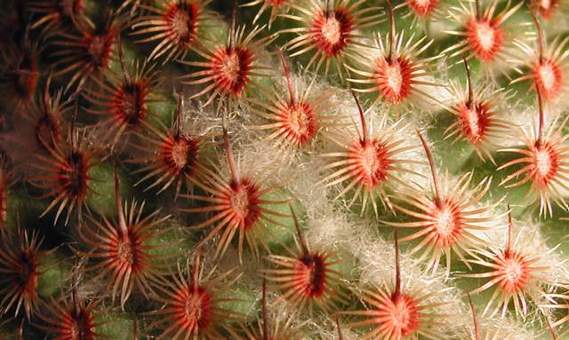Mammillaria huitzilopochtli (1).jpg